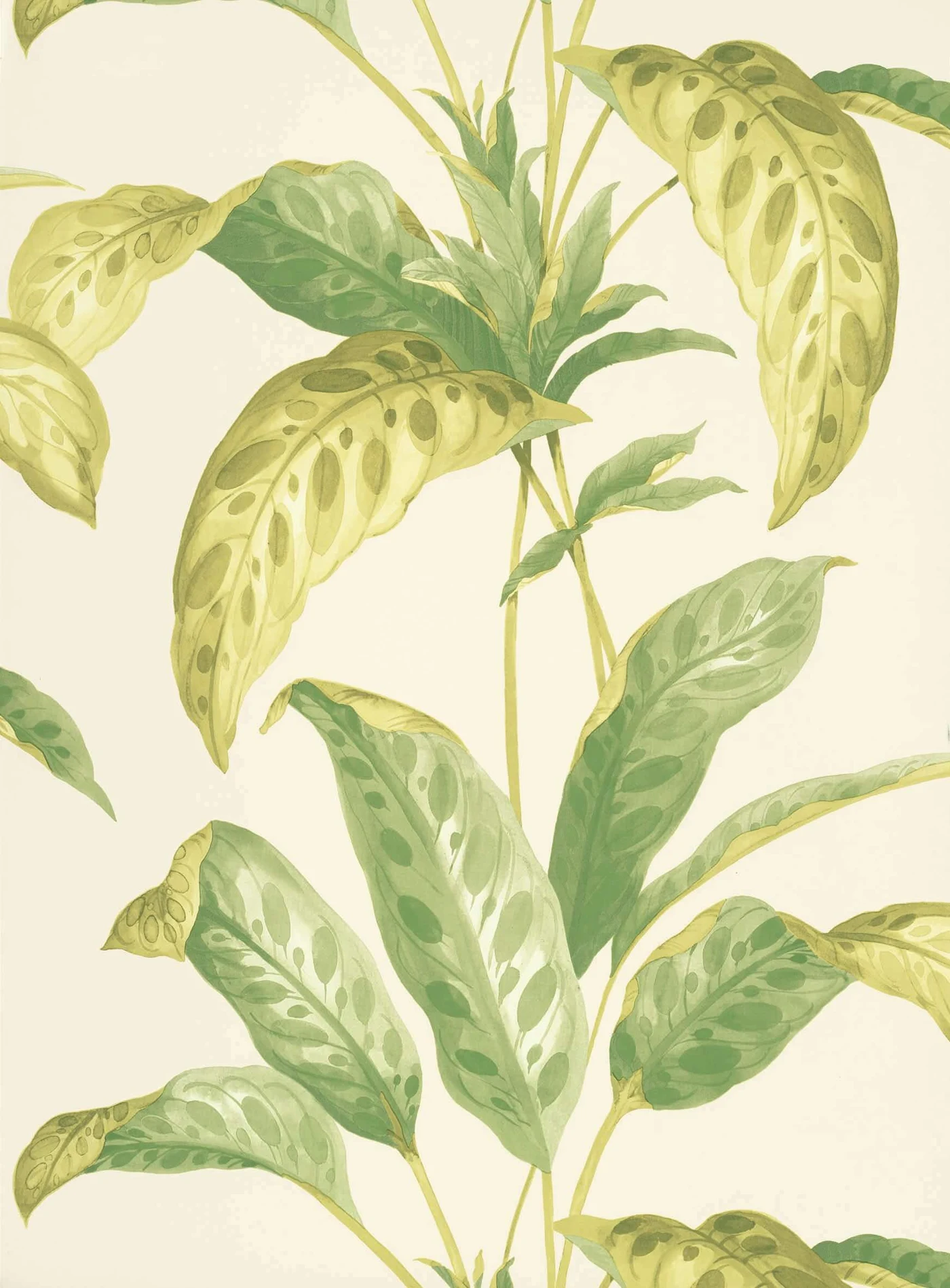 Tropicane — Chelsea Green II